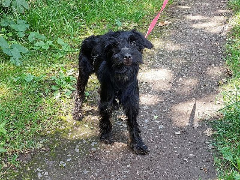 kleinbleibende Schnauzer Mix Welpen Hündin "Dana"