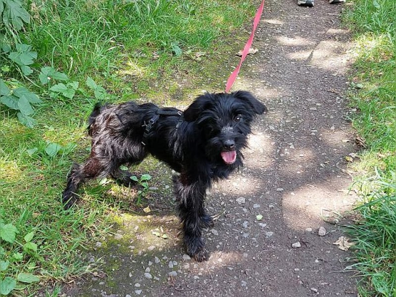kleinbleibende Schnauzer Mix Welpen Hündin "Dana"