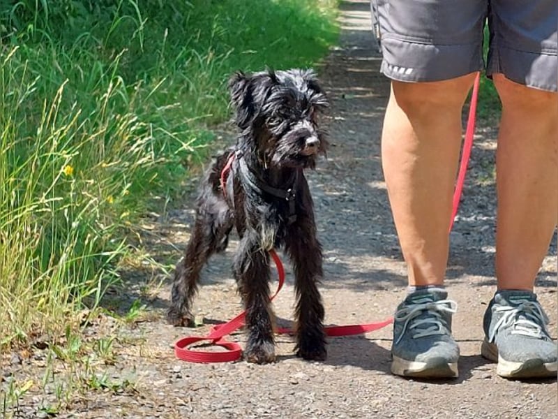 kleinbleibende Schnauzer Mix Welpen Hündin "Dana"