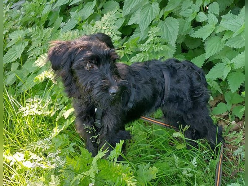 bezaubernder Schnauzer Mix Welpen Rüde "Didi" sucht ein Zuhause