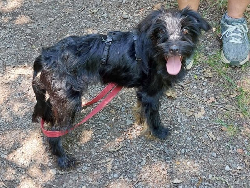 kleinbleibende Schnauzer Mix Welpen Hündin "Dana"