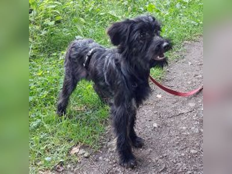 kleinbleibende Schnauzer Mix Welpen Hündin "Dana"