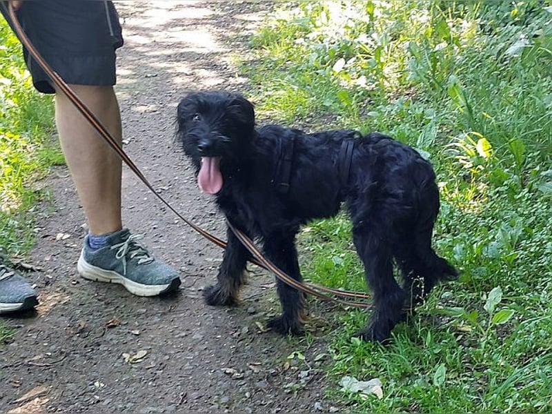 bezaubernder Schnauzer Mix Welpen Rüde "Didi" sucht ein Zuhause