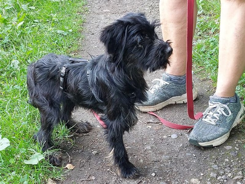 kleinbleibende Schnauzer Mix Welpen Hündin "Dana"