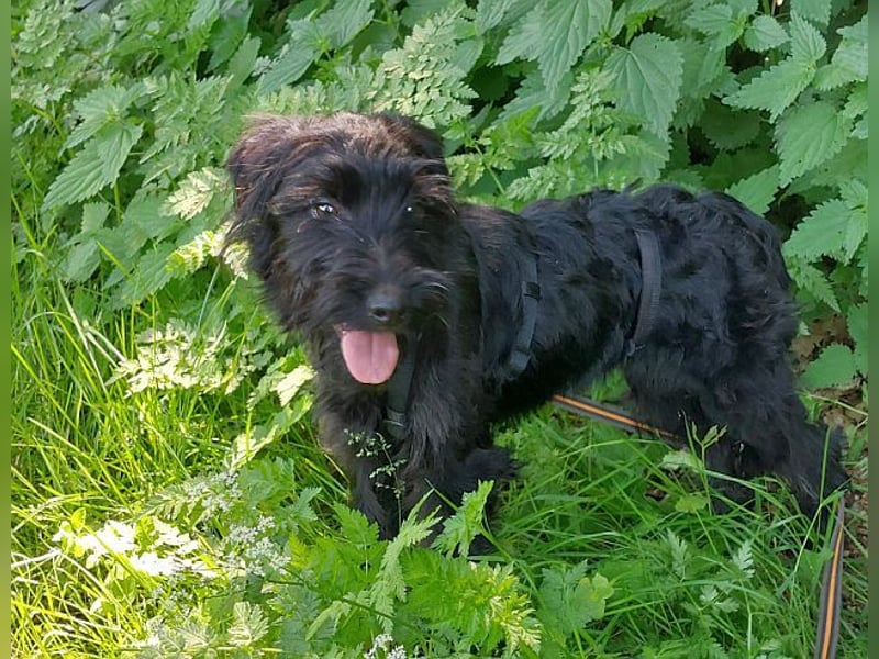 bezaubernder Schnauzer Mix Welpen Rüde "Didi" sucht ein Zuhause