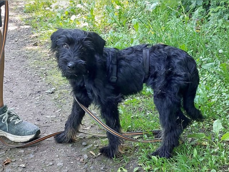 bezaubernder Schnauzer Mix Welpen Rüde "Didi" sucht ein Zuhause