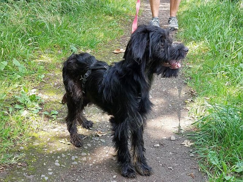 kleinbleibende Schnauzer Mix Welpen Hündin "Dana"