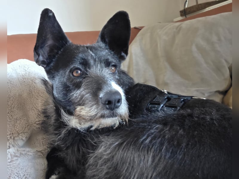 Kinderlieber Rauhhaarprinz, 4J., stubenrein, kastriert