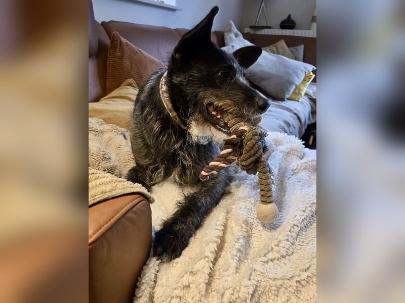 Kinderlieber Rauhhaarprinz, 4J., stubenrein, kastriert