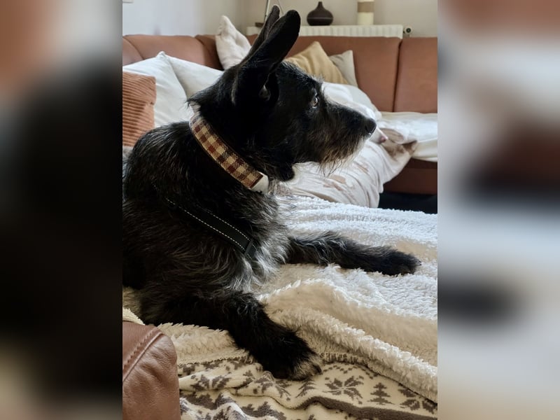 Kinderlieber Rauhhaarprinz, 4J., stubenrein, kastriert