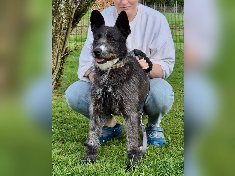 Kinderlieber Rauhhaarprinz, 4J., stubenrein, kastriert