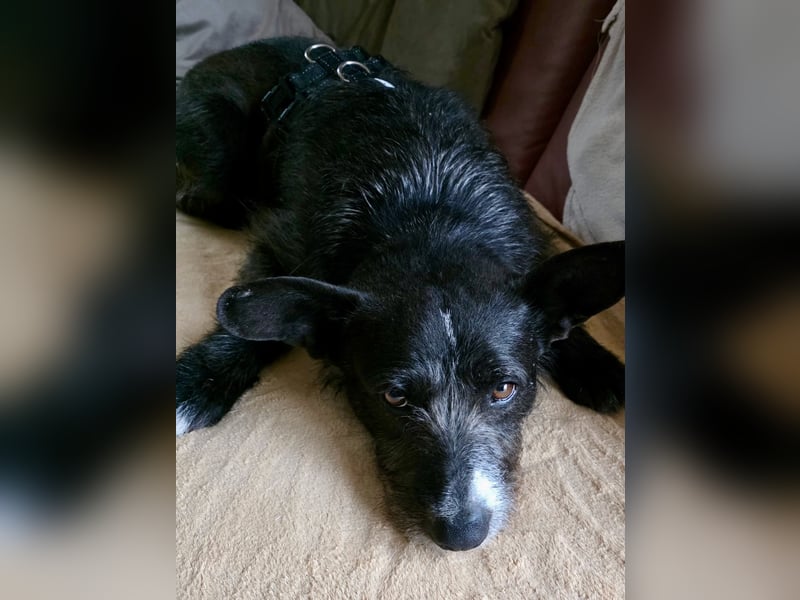 Kinderlieber Rauhhaarprinz, 4J., stubenrein, kastriert