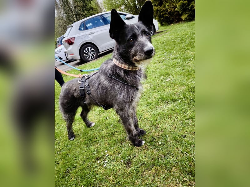 Kinderlieber Rauhhaarprinz, 4J., stubenrein, kastriert