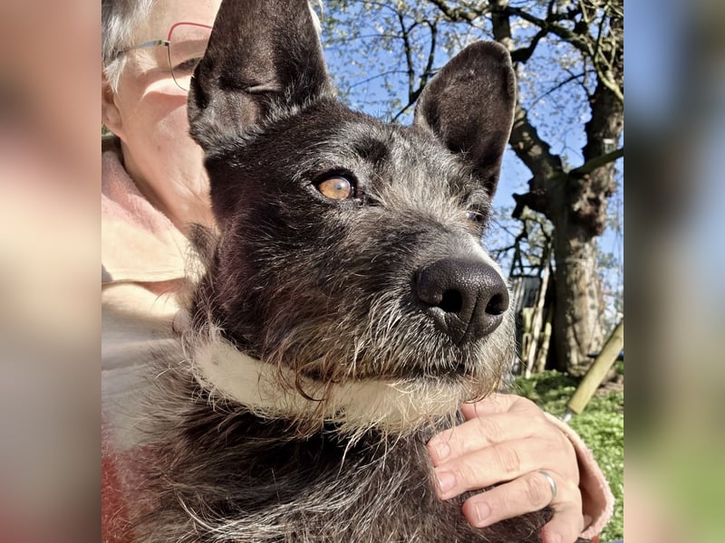 Kinderlieber Rauhhaarprinz, 4J., stubenrein, kastriert