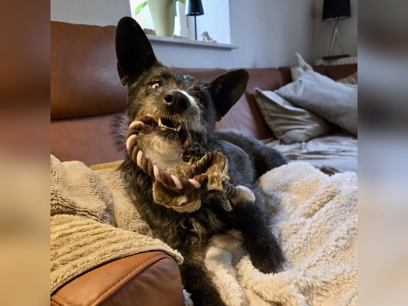 Kinderlieber Rauhhaarprinz, 4J., stubenrein, kastriert