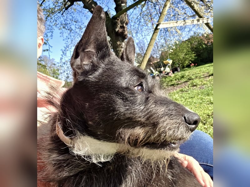 Kinderlieber Rauhhaarprinz, 4J., stubenrein, kastriert