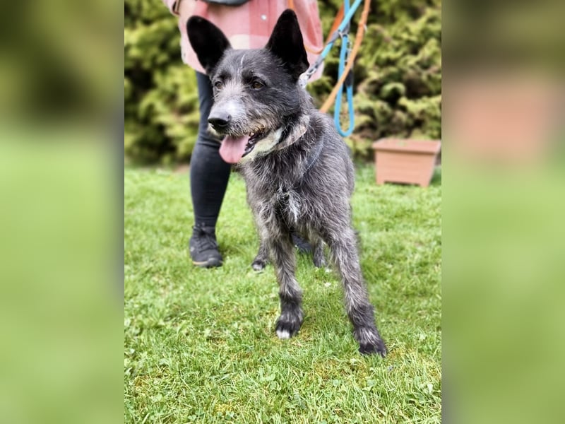 Kinderlieber Rauhhaarprinz, 4J., stubenrein, kastriert