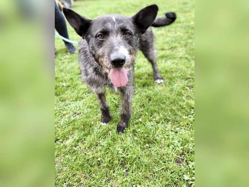 Kinderlieber Rauhhaarprinz, 4J., stubenrein, kastriert