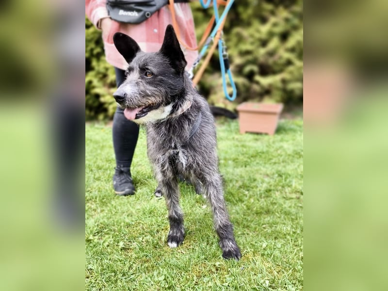 Kinderlieber Rauhhaarprinz, 4J., stubenrein, kastriert