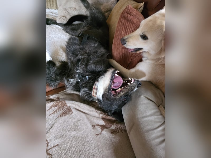 Kinderlieber Rauhhaarprinz, 4J., stubenrein, kastriert