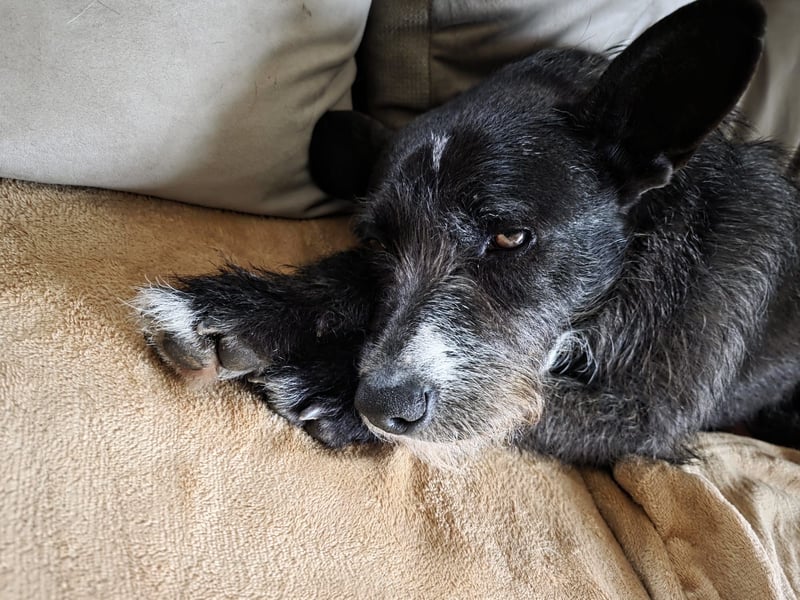 Kinderlieber Rauhhaarprinz, 4J., stubenrein, kastriert