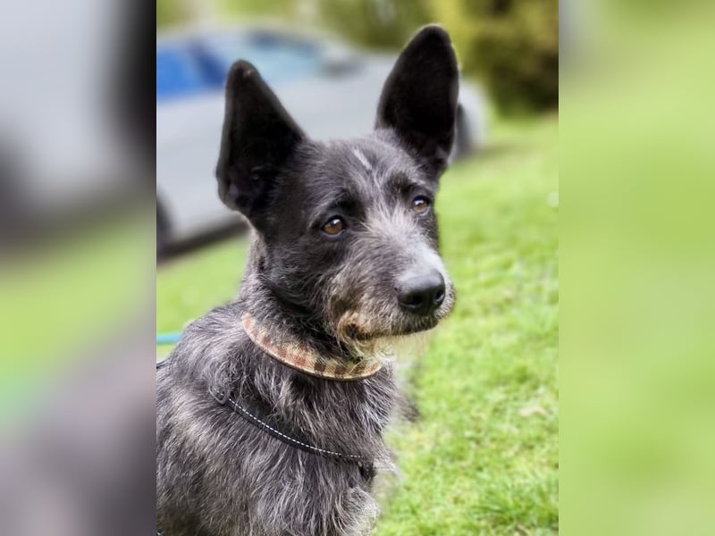 Kinderlieber Rauhhaarprinz, 4J., stubenrein, kastriert