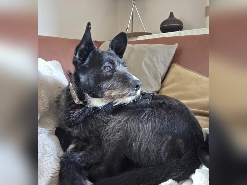 Kinderlieber Rauhhaarprinz, 4J., stubenrein, kastriert