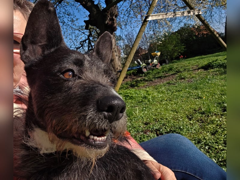 Kinderlieber Rauhhaarprinz, 4J., stubenrein, kastriert