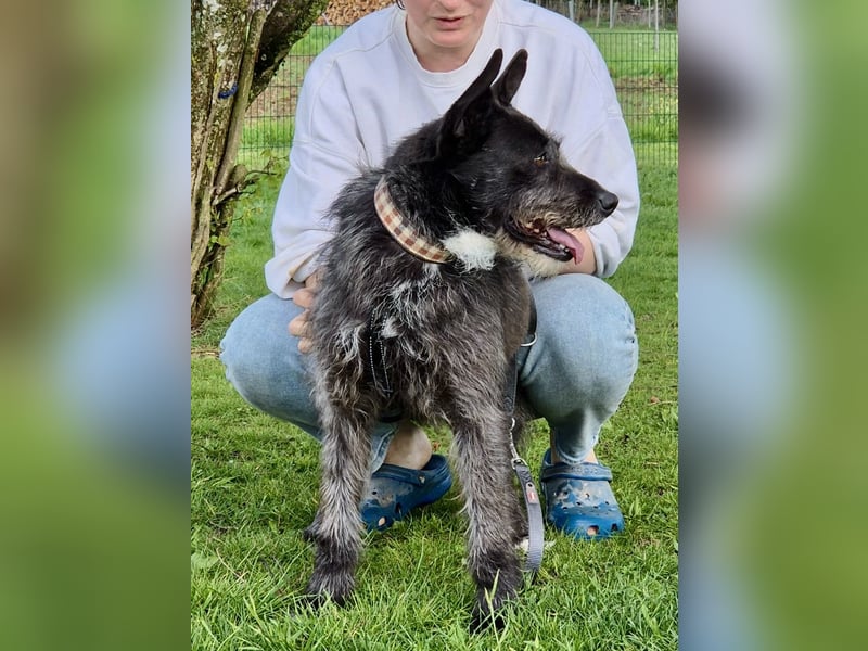 Kinderlieber Rauhhaarprinz, 4J., stubenrein, kastriert