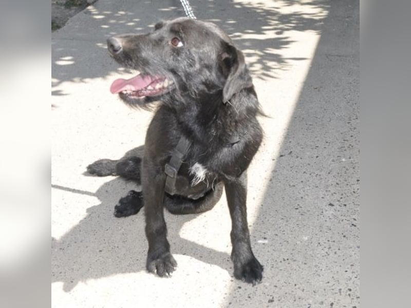 Goja ein toller Familienhund