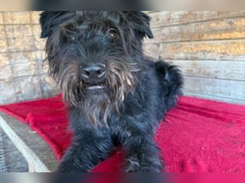 Oskar, Schnauzer-Mix, Rüde, geb. am 15.04.2021, 53 cm, 15 kg