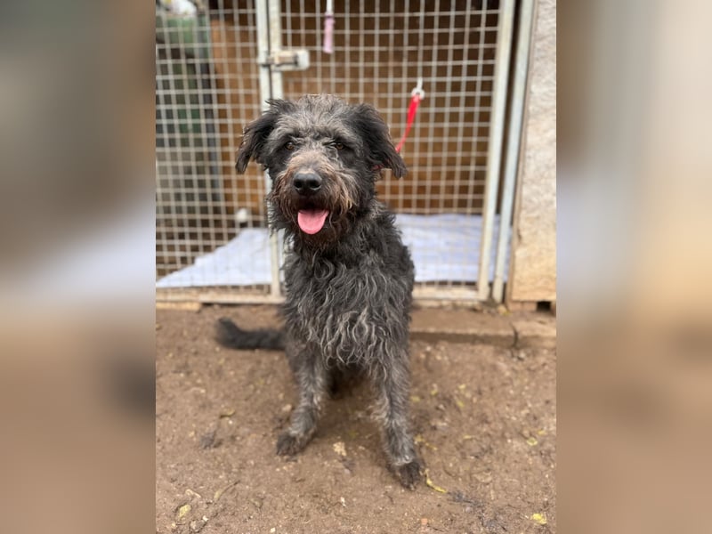 Konci, Schnauzer-Mix, Rüde, geb. am 18.12.2023, 55 cm