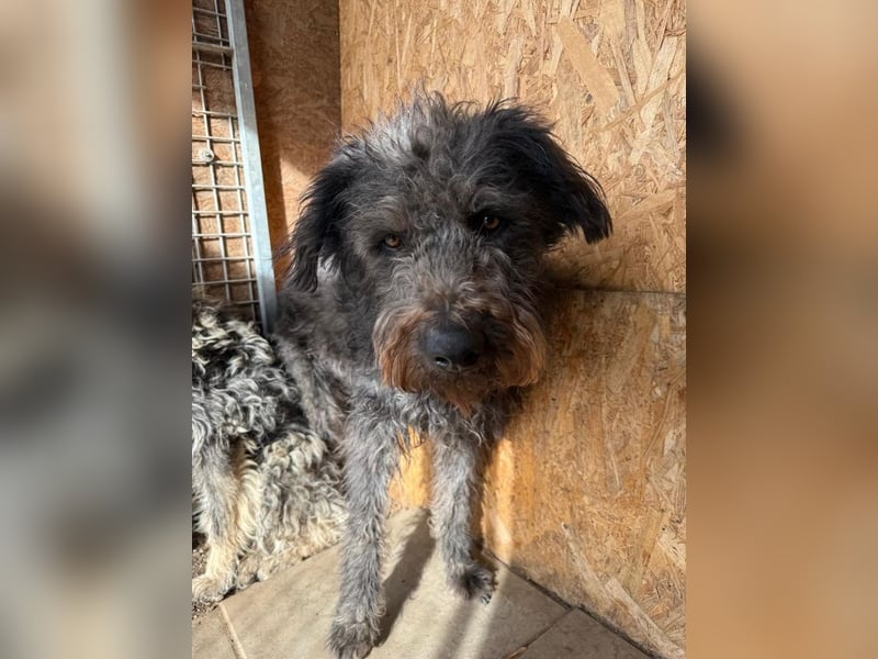 Konci, Schnauzer-Mix, Rüde, geb. am 18.12.2023, 55 cm