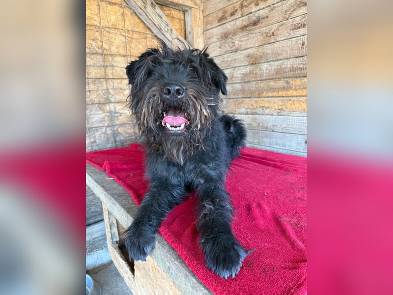 Oskar, Schnauzer-Mix, Rüde, geb. am 15.04.2021, 53 cm, 15 kg