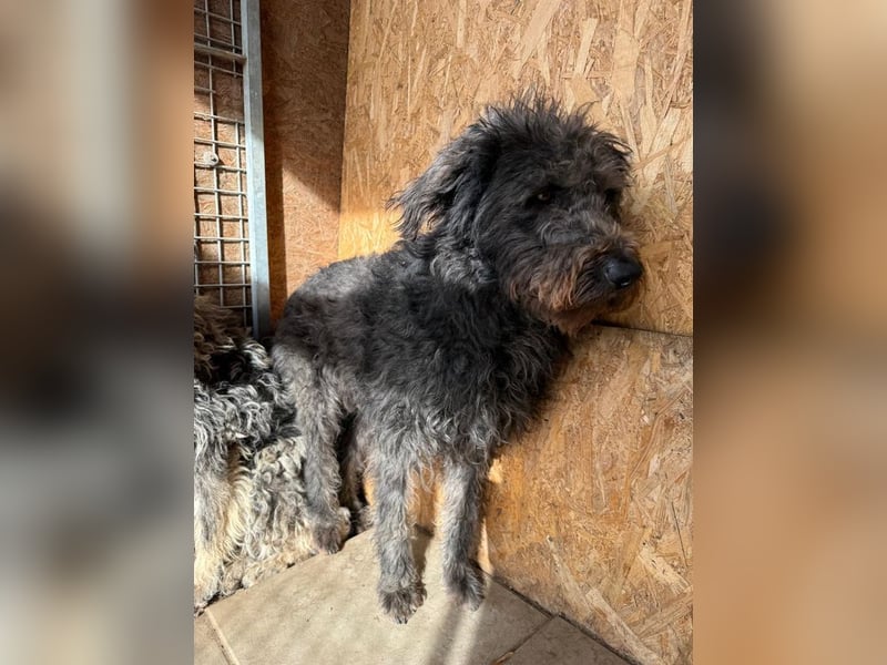 Konci, Schnauzer-Mix, Rüde, geb. am 18.12.2023, 55 cm