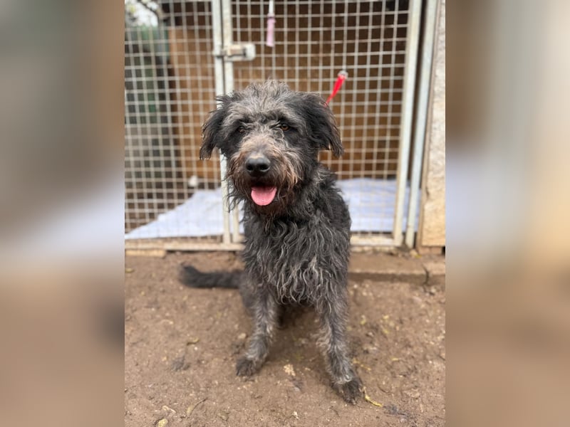 Konci, Schnauzer-Mix, Rüde, geb. am 18.12.2023, 55 cm