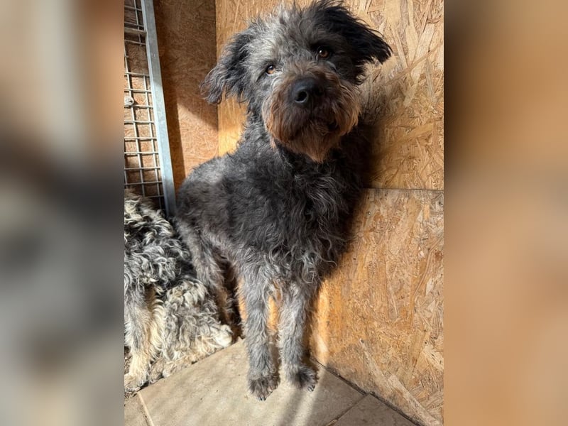 Konci, Schnauzer-Mix, Rüde, geb. am 18.12.2023, 55 cm