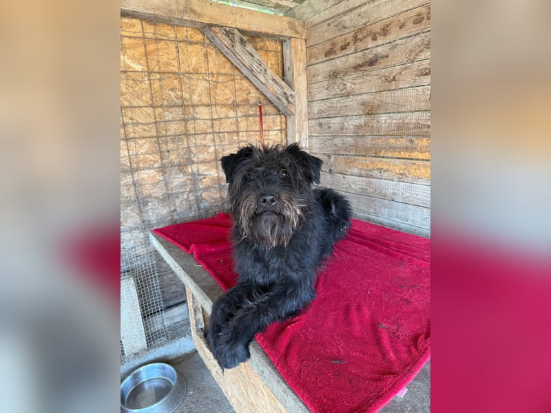 Oskar, Schnauzer-Mix, Rüde, geb. am 15.04.2021, 53 cm, 15 kg