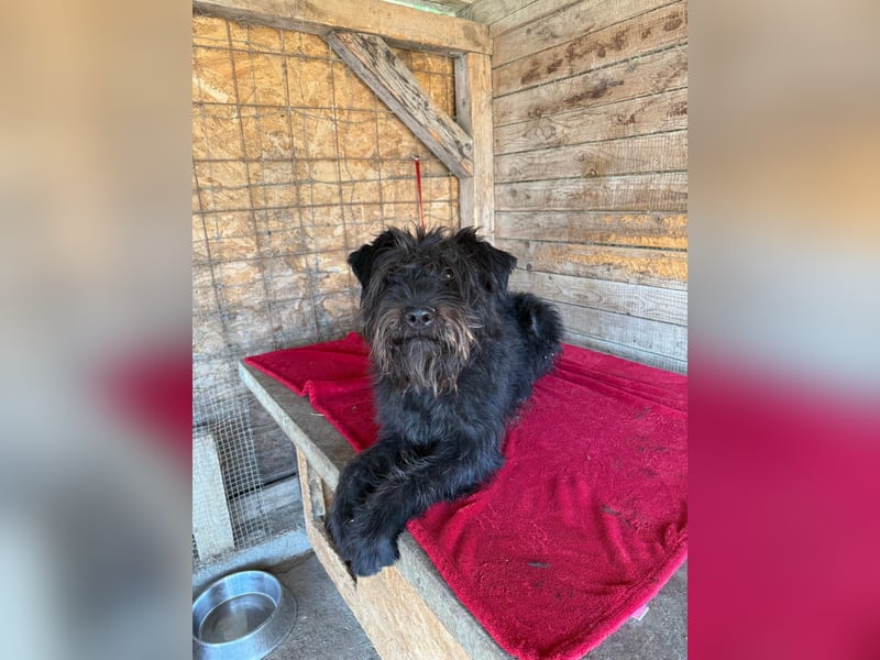 Oskar, Schnauzer-Mix, Rüde, geb. am 15.04.2021, 53 cm, 15 kg