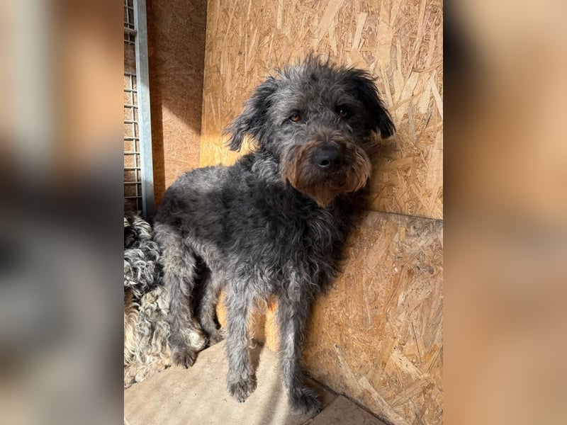 Konci, Schnauzer-Mix, Rüde, geb. am 18.12.2023, 55 cm