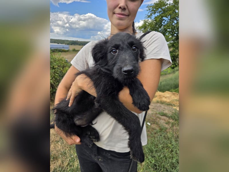 Kleiner Hundejunge im Schnauzerlook, allerhikerfreundlich, 4Mon.