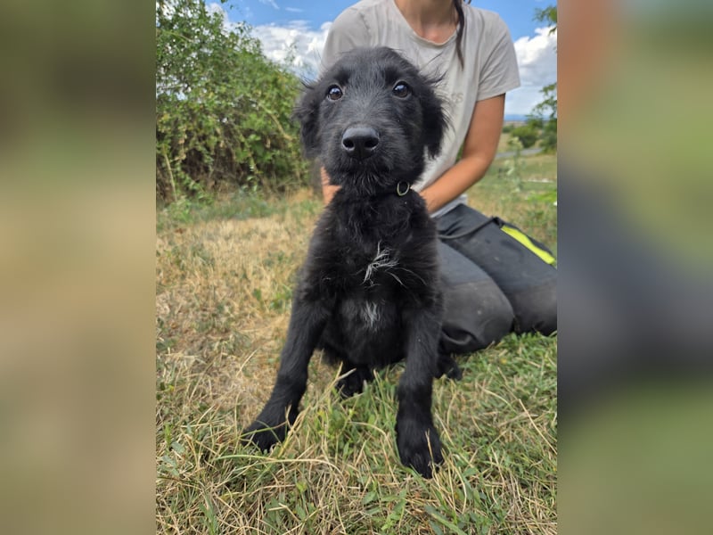 Kleiner Hundejunge im Schnauzerlook, allerhikerfreundlich, 4Mon.