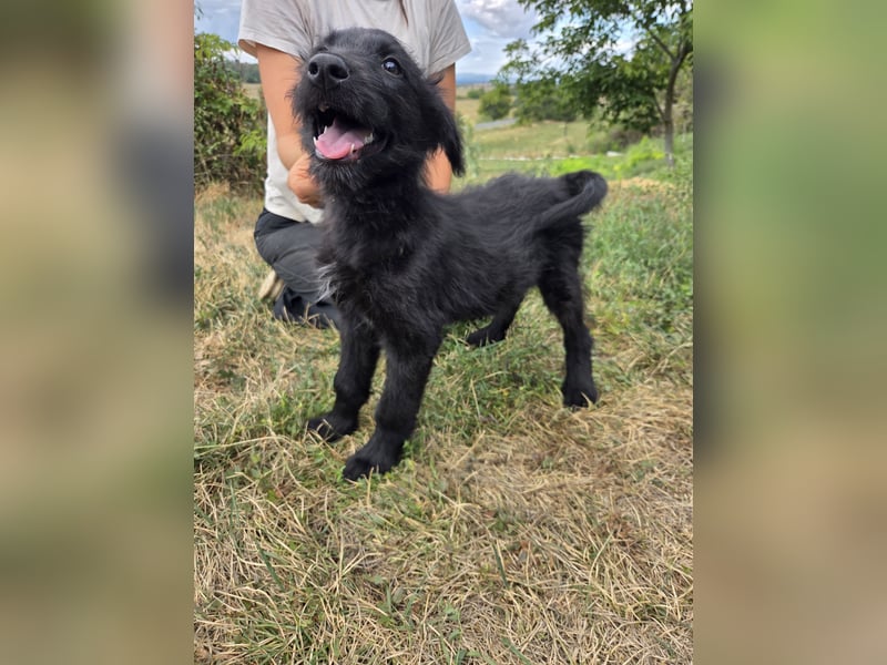 Kleiner Hundejunge im Schnauzerlook, allerhikerfreundlich, 4Mon.