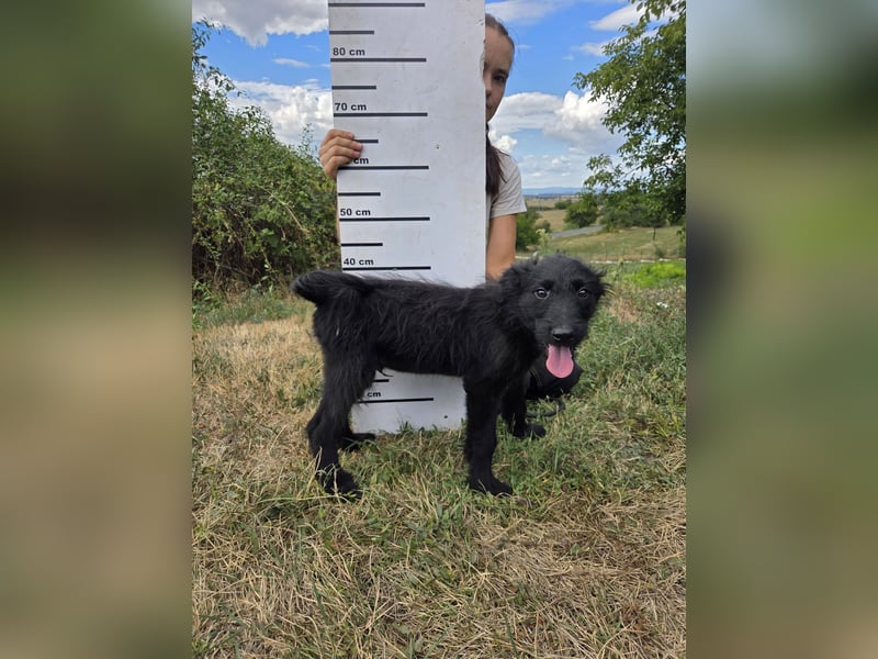 Kleiner Hundejunge im Schnauzerlook, allerhikerfreundlich, 4Mon.