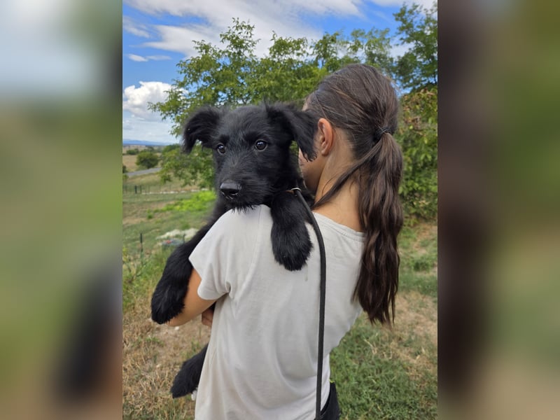 Kleiner Hundejunge im Schnauzerlook, allerhikerfreundlich, 4Mon.
