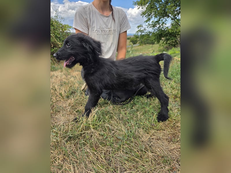 Kleiner Hundejunge im Schnauzerlook, allerhikerfreundlich, 4Mon.