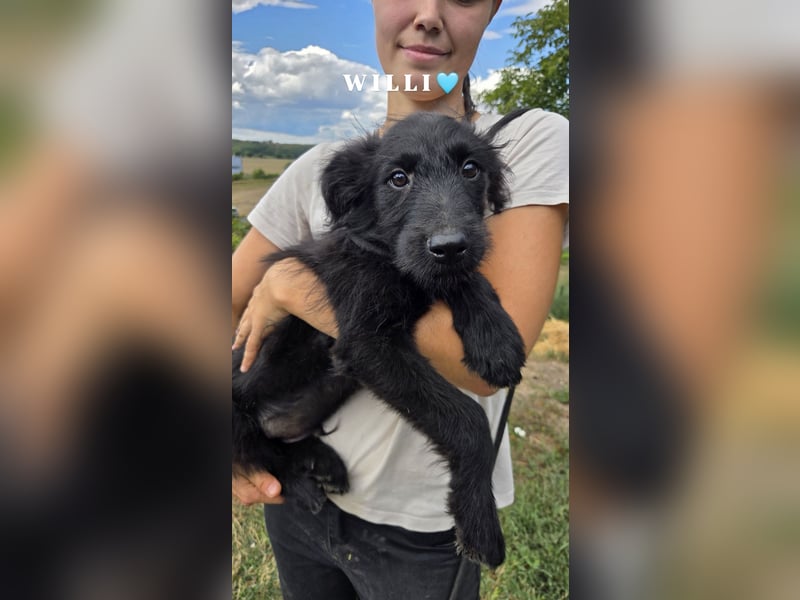 Kleiner Hundejunge im Schnauzerlook, allerhikerfreundlich, 4Mon.