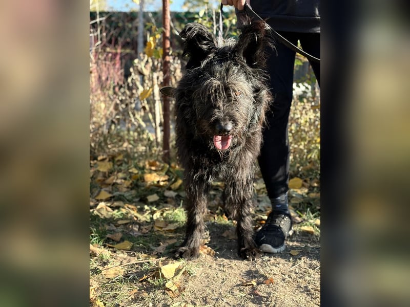 Ruven möchte zeigen, was für ein toller Hund er ist