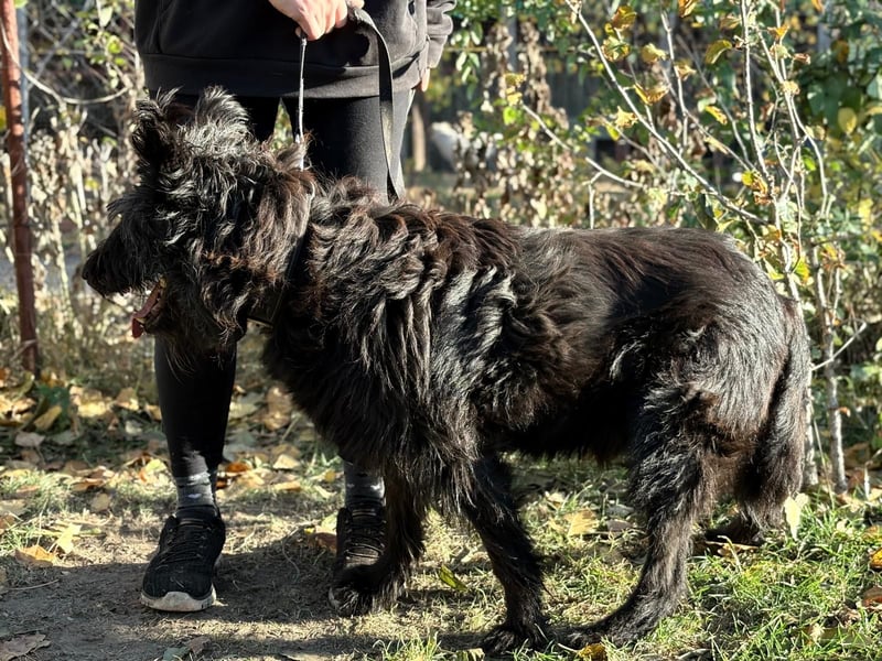 Ruven möchte zeigen, was für ein toller Hund er ist