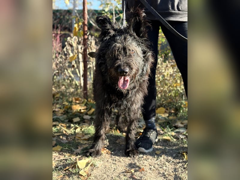 Ruven möchte zeigen, was für ein toller Hund er ist